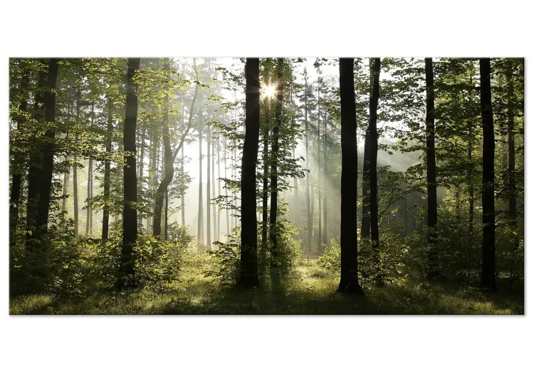 Las: Cudowny poranek II [Large Format]