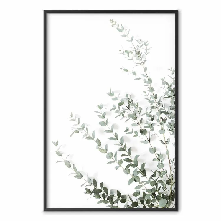 Eukaliptus Parvifolia - minimalistyczna kompozycja z zieloną rośliną